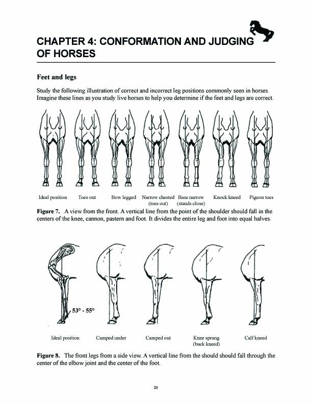 Bench Knee In Horses aumaren